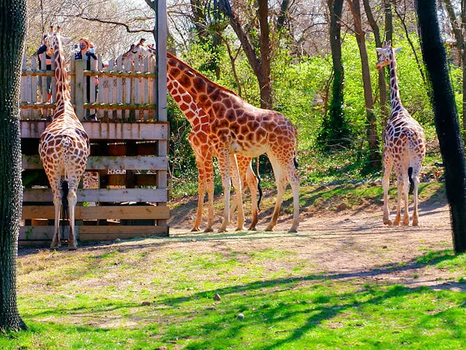 Bronx Zoo New Yorkissa - Kirahveja eläintarhassa