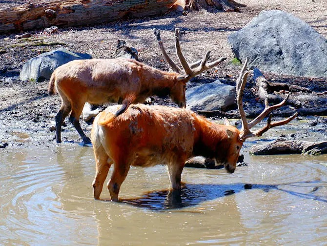 Bronx Zoo New Yorkissa - Eläimiä juomassa