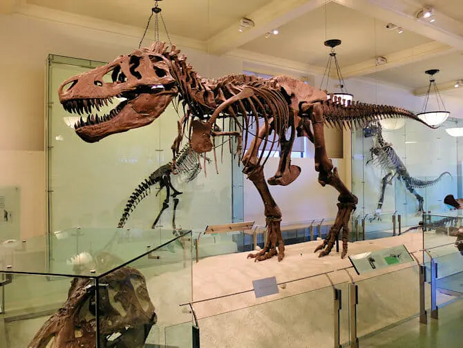 American Museum of Natural History New Yorkissa - Dinosaurus