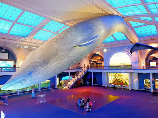 American Museum of Natural History New Yorkissa - Merimaailma