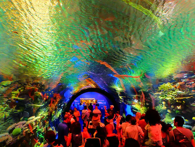 New York Aquarium - Koralliriutta