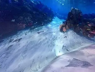 National Geographic Encounter Ocean Odyssey - veden alla