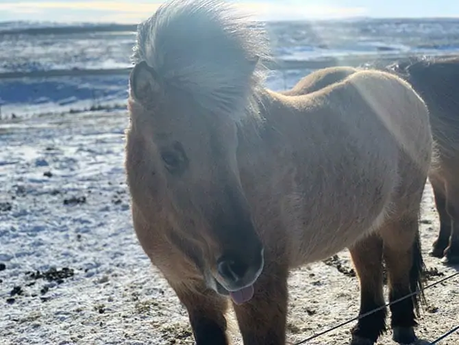 Välilasku Islantiin New Yorkin matkalla Islandpferd